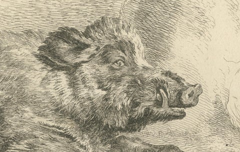 Resting Wild Boar: A Detailed Etching - circa 1740, close-up 2