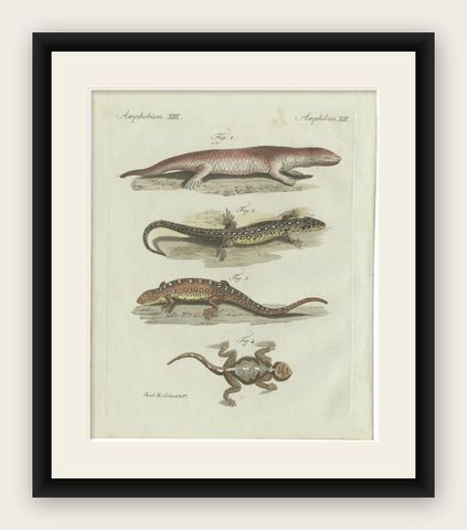 Original Antique Print of Four Exotic Lizards by Bertuch, 1802, shown framed