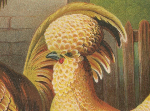 The Elegant Chamois Polish Chicken - A Rare 19th Century Poultry Lithograph, close-up 2