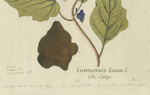 Convolvulus Jalapa Botanical Engraving - Icones Plantarum Medicinalium, 1788, close-up 2