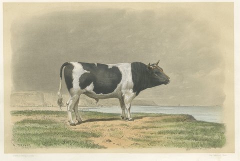 Breton Bull, Antique Cattle Print after Constant Troyon, 1873