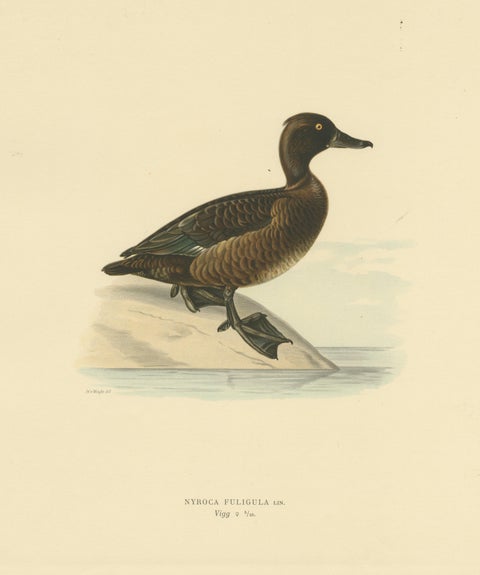 Quietude by the Shore: Female Tufted Duck by Magnus von Wright, 1929, view 3