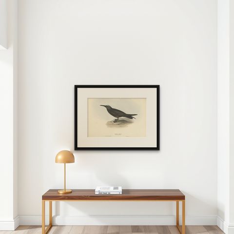Noddy Tern, Antique Bird Print by John Gould, Hand-Colored c.1832, shown framed on a wall