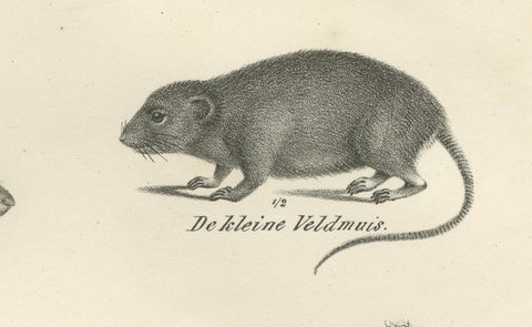 19th-Century Zoological Lithograph of Beavers, Muskrats and Field Mice, close-up 3