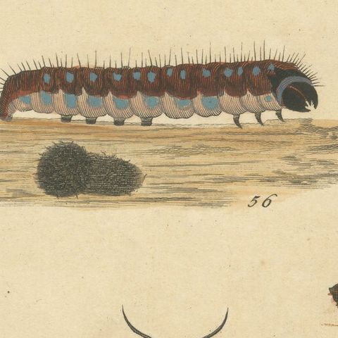 Moth Metamorphosis Dedicated to Earl of Cardigan, 1724, close-up 6