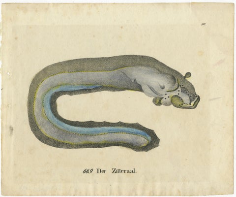 Original Antique Print of an Electric Eel, view 2