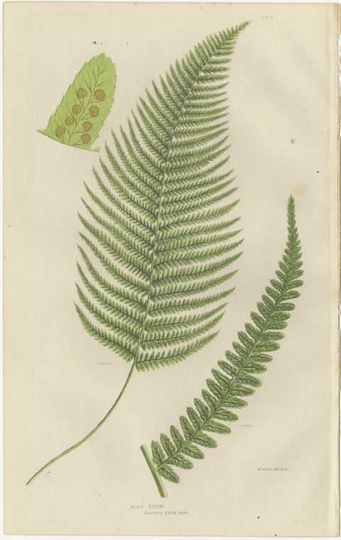 Corn Horsetail, Rough Horsetail and Marsh Horsetail, Botanical Triptych, 1873, view 3