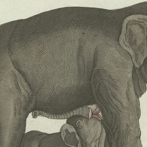 Rare 1802 Hand-Colored Print of Indian Elephants and Mythical Sukotyro, close-up 3