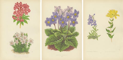 Antique Botanical Wall Art Set of 3, Alpine Rose, Primrose & Wildflowers, 1874, view 5