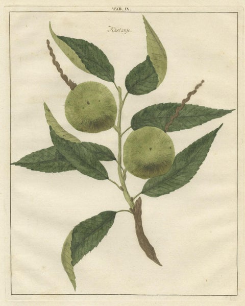 Antique Print of a Chestnut by Knoop, 1758, close-up 1
