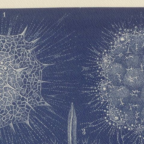 Radiolarians, Blue Scientific Natural History Plate from Lydekker, 1896, close-up 5