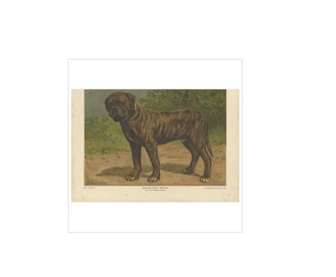 Antique Print of a Boxer Dog by Th. Breidwiser, 1879, view 3
