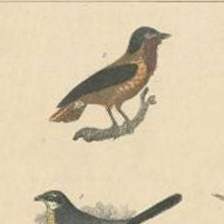 Antique Bird Print of Various Bird Species, c.1852, close-up 1