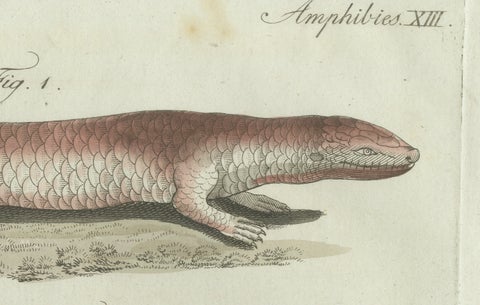 Original Antique Print of Four Exotic Lizards by Bertuch, 1802, close-up 4