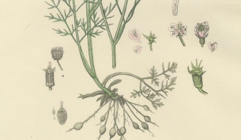 Antique English Botanical Print, Callous-Fruited Water-Dropwort c.1902, close-up 4