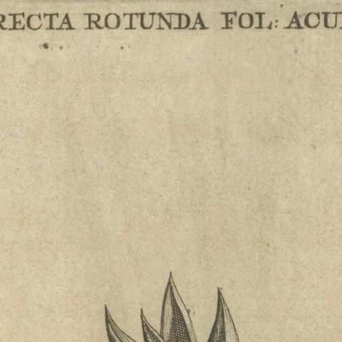 Botanical Engraving of Aloe Afric Erecta from Caspar Commelin's Work, 1706, close-up 4