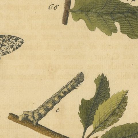 English Moths on Oak & Elm, Hand-Colored Entomology Engraving, Albin 1720, close-up 2
