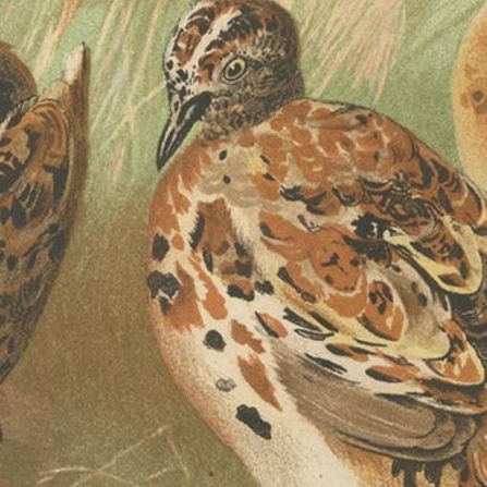 Antique Bird Print of the Little Button Quail by Hume & Marshall, 1879, close-up 1