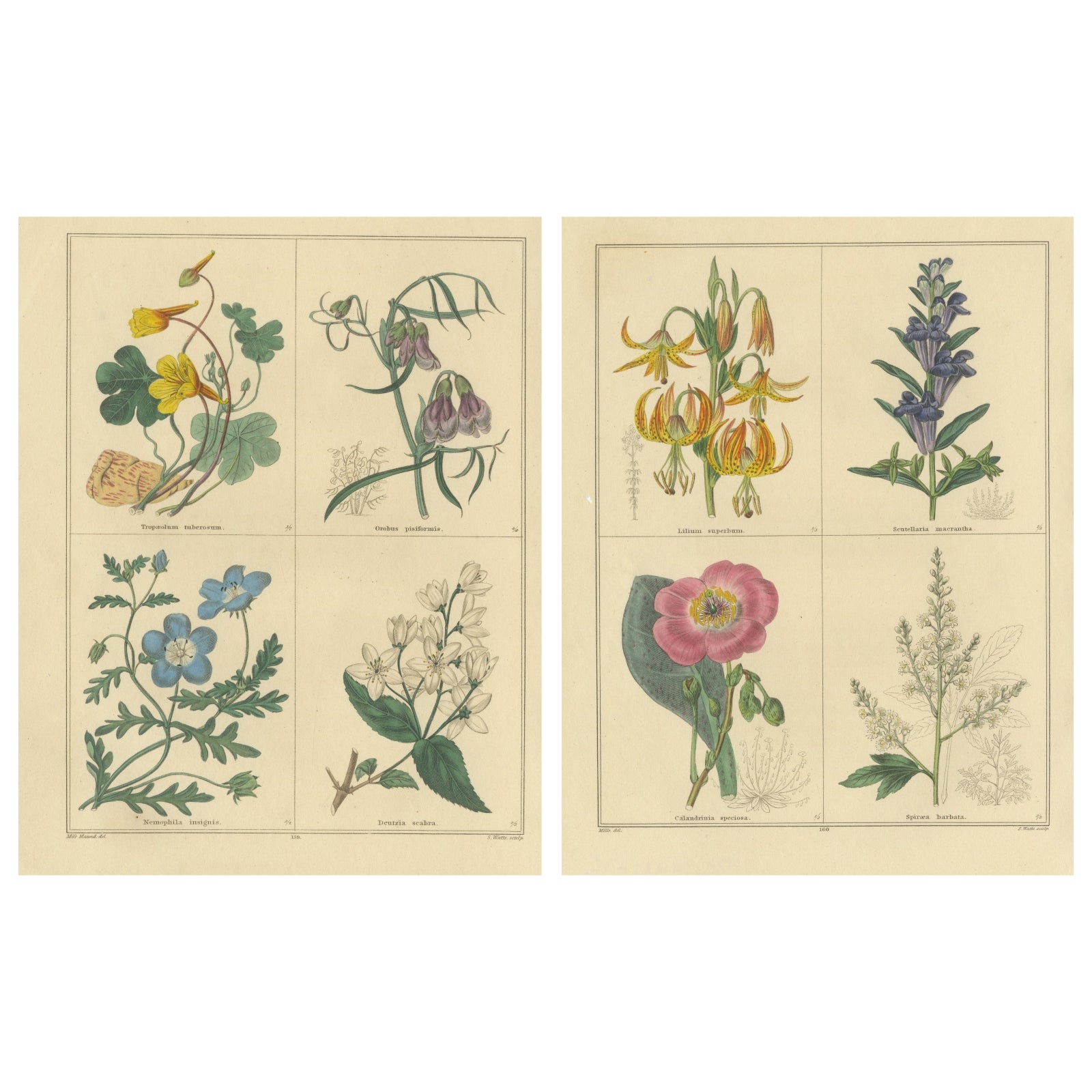 Set of Two Hand-Colored Botanical Engravings by B. Maund 1836
