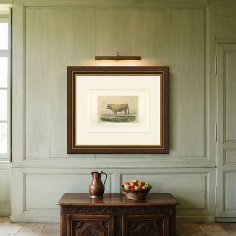Comtois Bull, Antique French Cattle Breed Print, 1873, shown framed on a wall