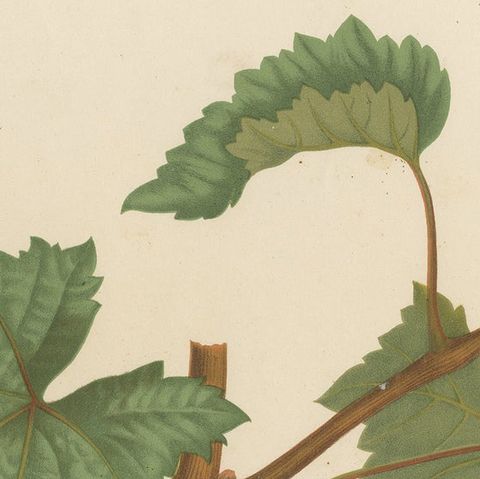 Rare Original Antique Lithograph of the Jouannen Grape Variety, 1890, close-up 1