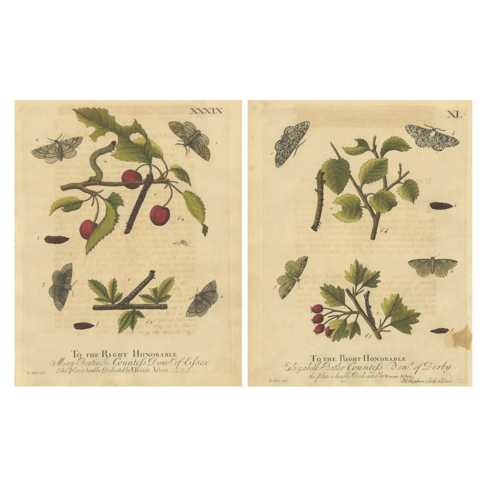Antique English Moths on Fruit and Hedgerow Shrubs, Albin Entomology 1720