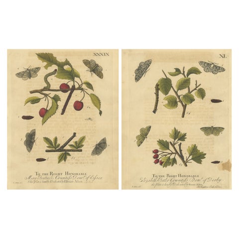 Antique English Moths on Fruit and Hedgerow Shrubs, Albin Entomology 1720