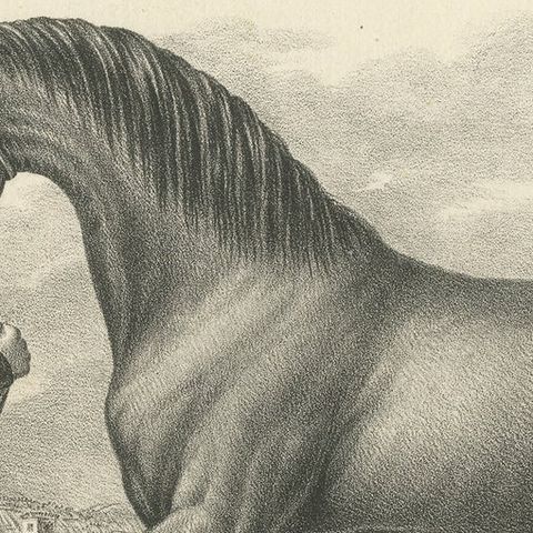 Antique Print of a Mecklenburger Horse, close-up 1