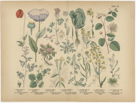 Antique Botanical Prints Set, German Wildflower Atlas Plates, Stuttgart 1885, view 7