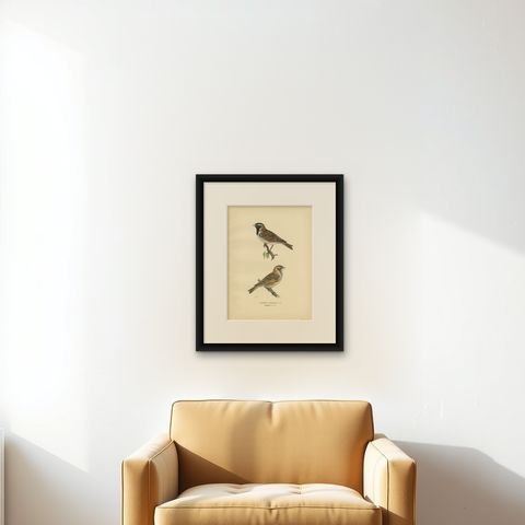 Antique Bird Print of the Lapland Longspur by Von Wright, 1927, shown framed on a wall