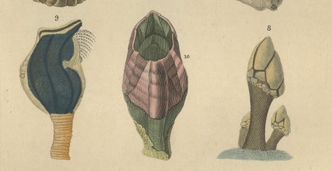 Marine Curiosities: An Assortment of Shells and Sea Life, 1845, close-up 2