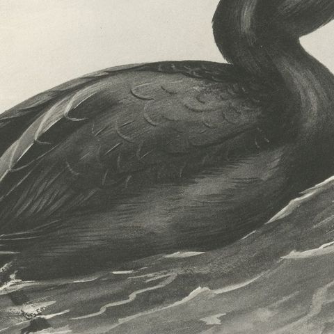 Common Scoter, Antique Bird Print after Lilian Medland, circa 1909, close-up 3