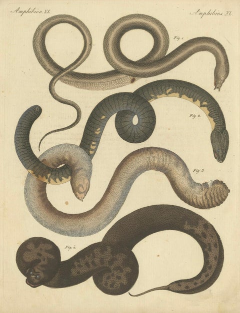 Antique Handcolored Engraving of Amphibious Eels and Snakes, c.180, close-up 4