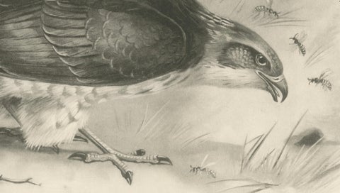 Antique Honey Buzzard Bird Prints by Lilian M. Medland, Set of Two, 1908, close-up 3