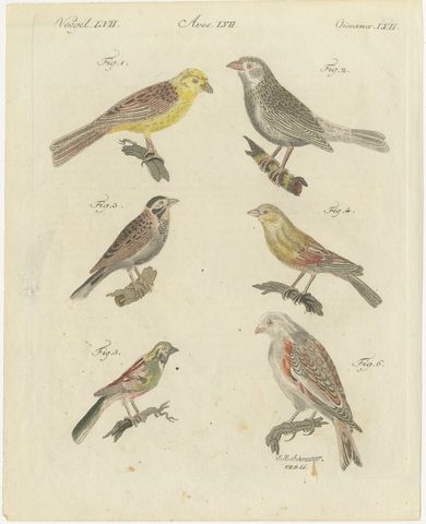 Yellowhammer, Ortolan and Buntings, Antique Bertuch Print, Vienna, circa 1805, view 2