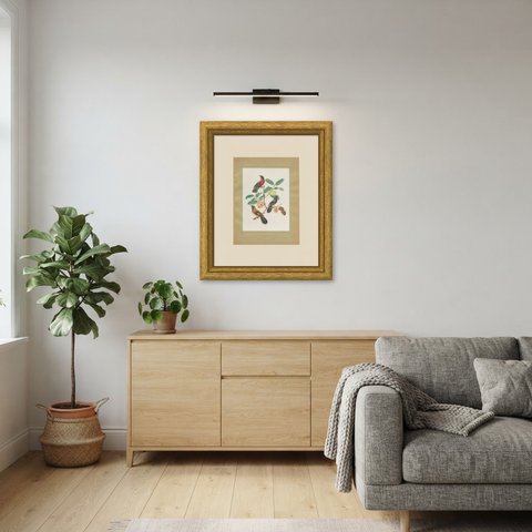 Orioles and Tanagers on a Guava, Brazilian Bird Print, Descourtilz, 1944, shown framed in a room
