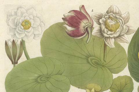 Aquatic Elegance: Water Lilies and Pond Plants in 18th Century Engraving, 1748, close-up 5