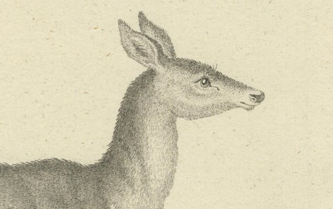 Antique Engraving of a Red Deer Hind (Cervus elaphus Linn., Femina), c.1800, close-up 4