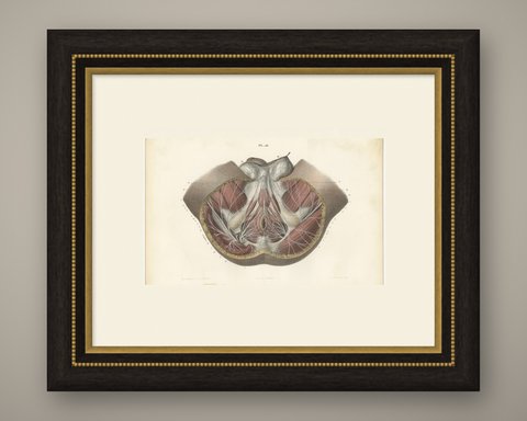 Nerves of the Male Perineum, Antique Hirschfeld Anatomy Print, 1866, shown framed