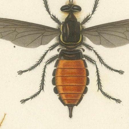 Antique Dipteres Engraving, Giant Flies & Robber Flies, circa 1800, close-up 6