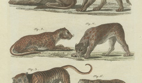 Lions, Tigers & Spotted Cats, Decorative Natural History Print c.1790, close-up 2