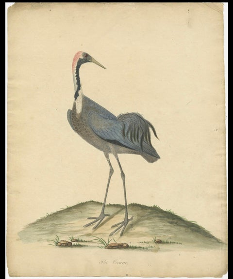 Original Antique Hand-colored Copperplate Engraving of a Crane, 1794, close-up 1