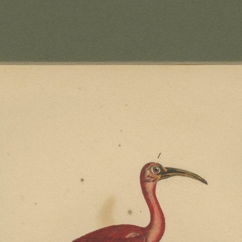 Scarlet Ibis & Glossy Ibis, Antique hand-coloured lithograph, c.1828, close-up 5