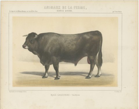 Gascon Bull, French Cattle Chromolithograph from Animaux de la Ferme, 1863, view 2