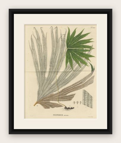 Large, Uniquely Handcolored Lithograph of Ferns of Indonesia 'Polypodium', 1829, shown framed