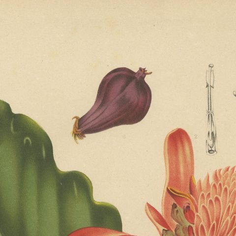 Antique Botanical Chromolithograph of Torch Ginger by Hoola van Nooten, c.1880, close-up 6
