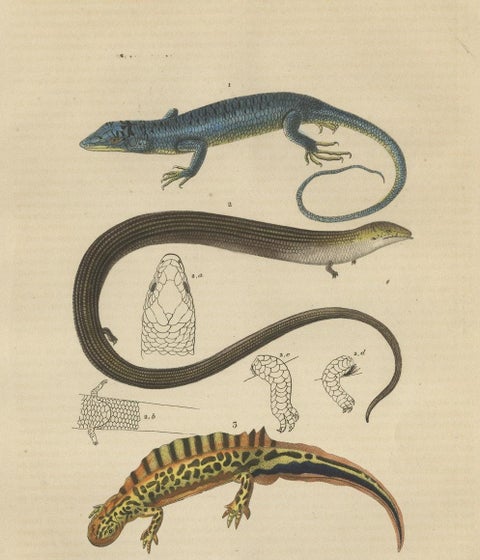 Original Old Print of a Blue Skink Lizard, a Striped Lizard and a Triton Lizard, close-up 1