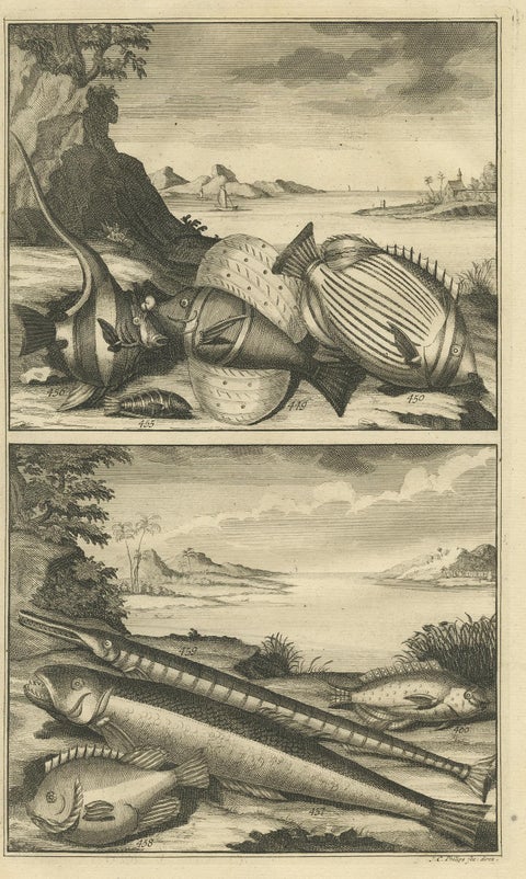 Antique Print of Fish Species 'no. 449' by Valentijn '1726', view 2