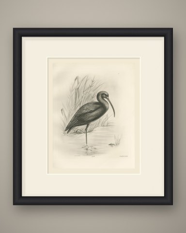 Glossy Ibis Standing in Shallow Water, Plate CLVII after Lilian Medland, c. 1909, shown framed