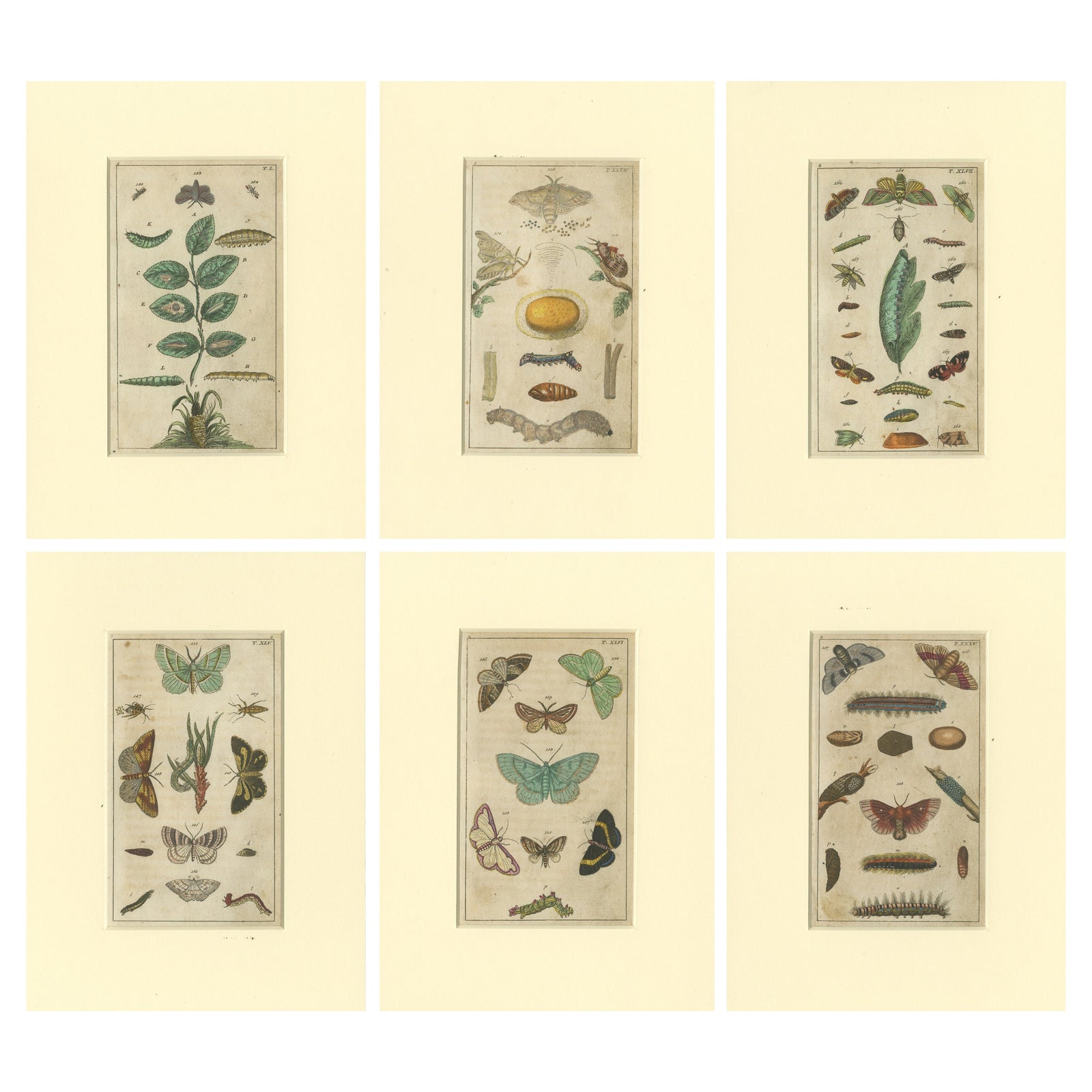 Set of 6 Antique Butterfly Prints Also Showing Caterpillars and Pupae, 1810